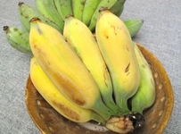 Muz Tohumu Nedir Özellikleri Nelerdir?