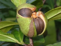 Çay Tohumu Türleri ve Özellikleri