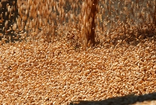 Tohum Çeşitleri Nelerdir?