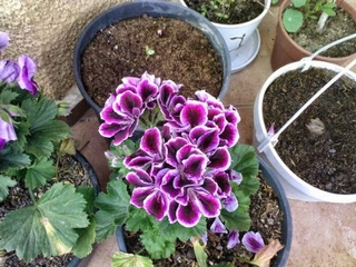 Sardunya Tohumu Çeşitleri