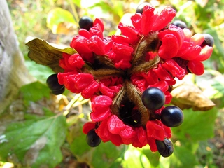 Çiçek Tohumu Türleri ve Özellikleri